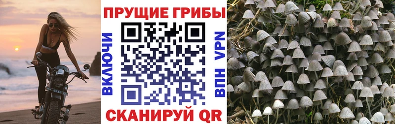 дарнет шоп  Томилино  Псилоцибиновые грибы мицелий 
